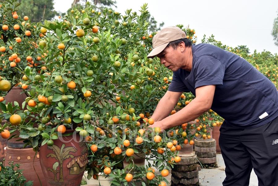 Quất bonsai Tứ Liên vào vụ đón Tết quat bonsai tu lien vao vu don tet