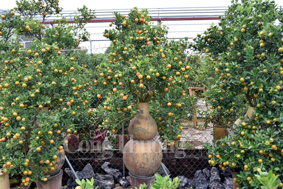 Quất bonsai Tứ Liên vào vụ đón Tết quat bonsai tu lien vao vu don tet