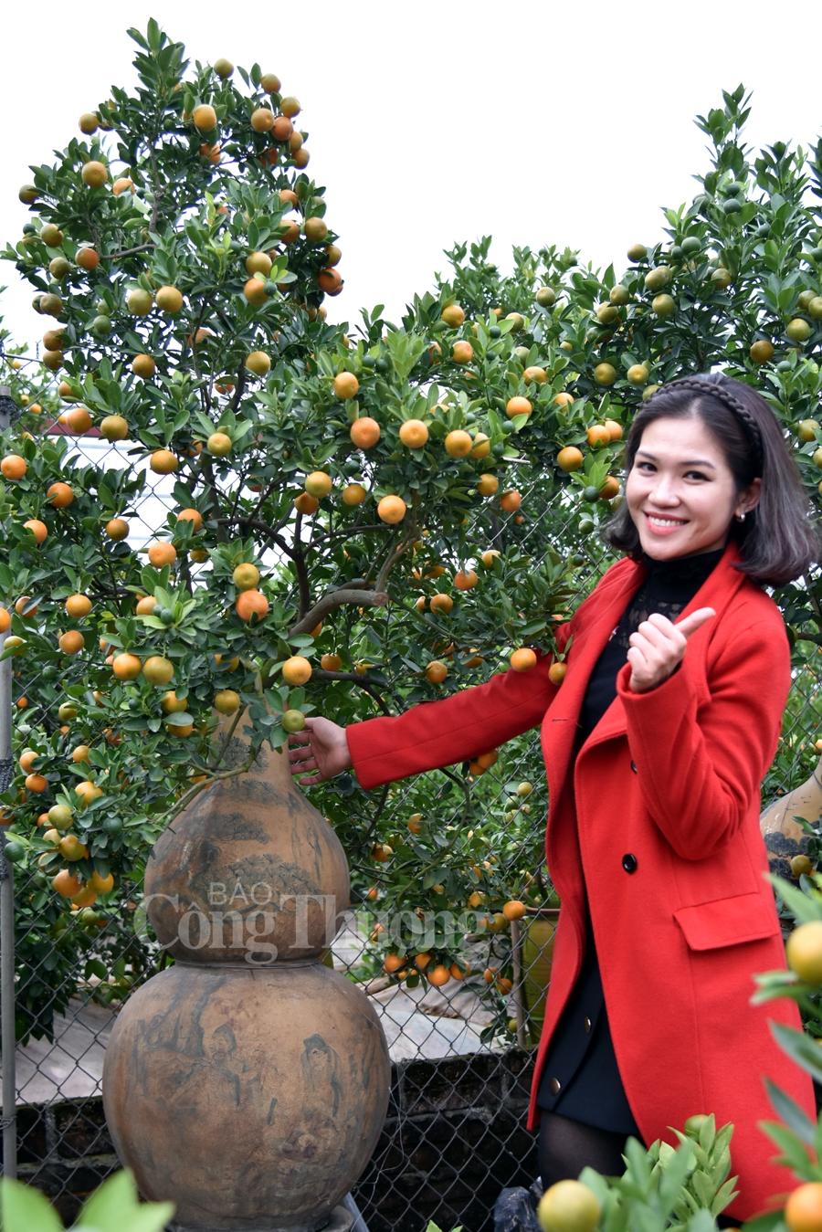 Quất bonsai Tứ Liên vào vụ đón Tết quat bonsai tu lien vao vu don tet