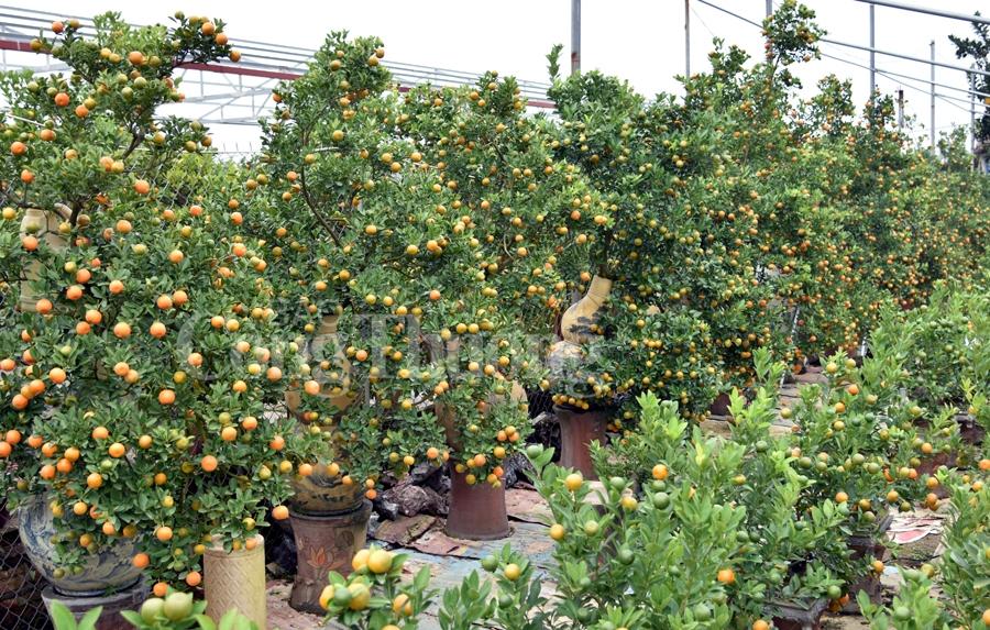 Quất bonsai Tứ Liên vào vụ đón Tết quat bonsai tu lien vao vu don tet