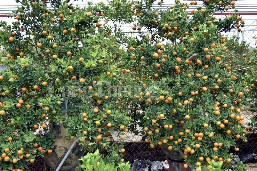 Quất bonsai Tứ Liên vào vụ đón Tết quat bonsai tu lien vao vu don tet