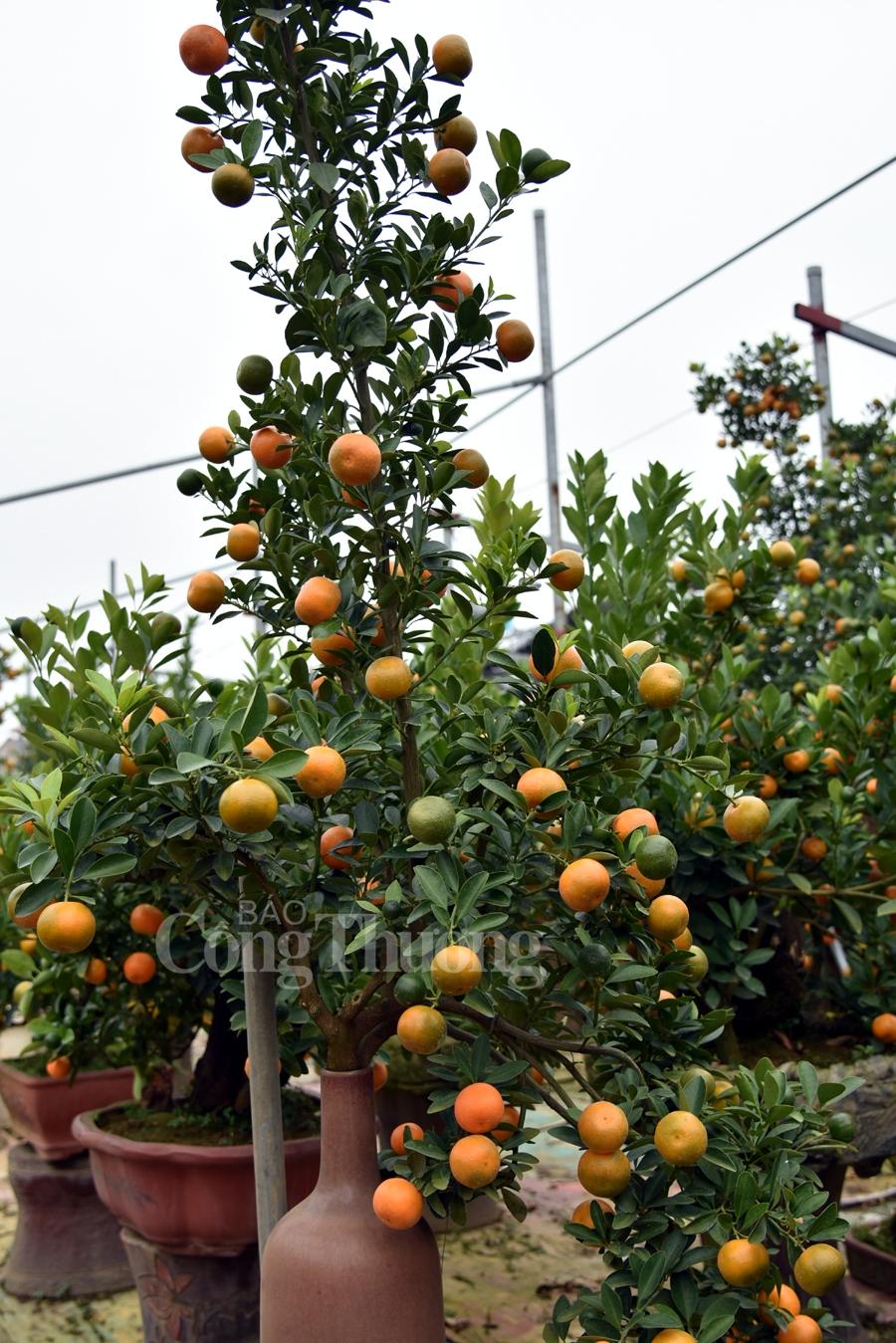 Quất bonsai Tứ Liên vào vụ đón Tết quat bonsai tu lien vao vu don tet