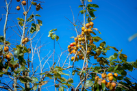 <a href="/ocop" title="OCOP" rel="dofollow">OCOP</a>