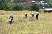 <a href="/ocop" title="OCOP" rel="dofollow">OCOP</a>