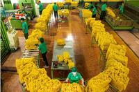 <a href="/phat-trien-ben-vung" title="Phát triển bền vững" rel="dofollow">Phát triển bền vững</a>