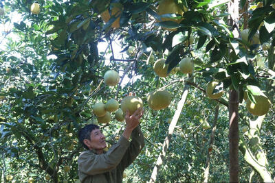 Đổi mới phương thức sản xuất, người dân Nhữ Khê làm giàu trên mảnh đất quê hương
