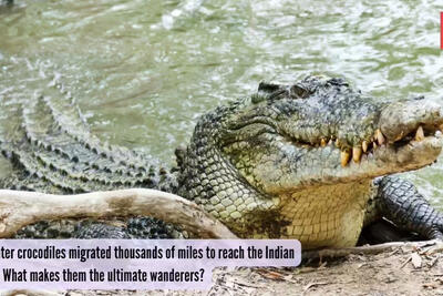 Bí ẩn cá sấu nước mặn nặng cả tấn vượt đại dương rồi biến mất