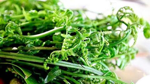 Loại cây Trung Quốc coi như vật báu giúp trường thọ, lọc khí độc: Người Việt thường nhổ bỏ