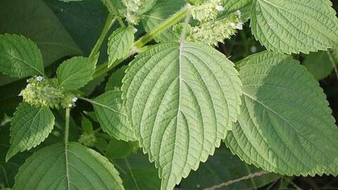Tía tô kháng khuẩn, kháng virus, chống ung thư