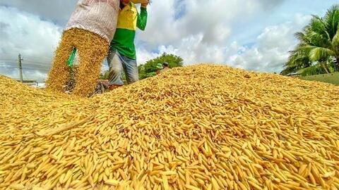 Việt Nam gia tăng xuất khẩu gạo sang thị trường ASEAN