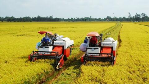 Phát triển bền vững một triệu héc-ta chuyên canh lúa chất lượng cao