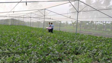 Hiệu quả của mô hình khuyến nông đô thị, cận đô thị