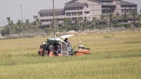 Phấn đấu thu hoạch vụ hè thu trước ngày 5/9