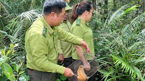 Khu bảo tồn thiên nhiên An Toàn được quy hoạch thành vườn quốc gia