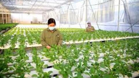 Phát triển nông nghiệp xanh trên địa bàn TP. Hà Nội – Thực trạng và giải pháp