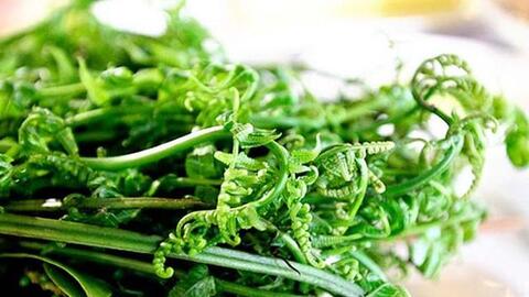 Loại cây Trung Quốc coi như vật báu giúp trường thọ, lọc khí độc: Người Việt thường nhổ bỏ