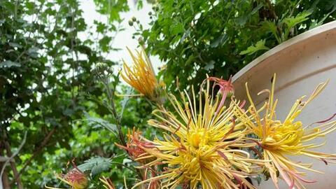 Chậu cúc cổ thế đẹp giá tới 2 triệu, dù đắt vẫn được nhiều người "sốt sắng" mua trước Tết