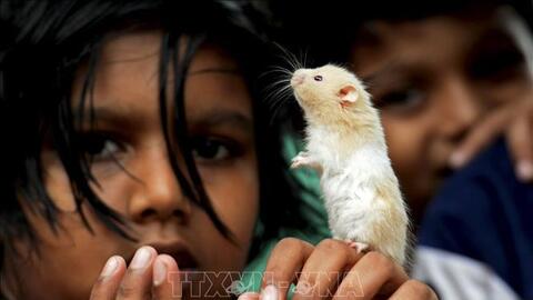 Mối liên hệ giữa biến thể Omicron và động vật