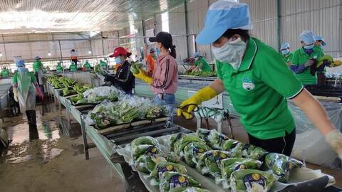 Xuất khẩu rau quả đón tin vui đầu năm