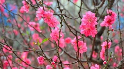 Mùng 1 Tết, miền Bắc giá rét, có khả năng xảy ra mưa tuyết, Nam Bộ nắng đẹp