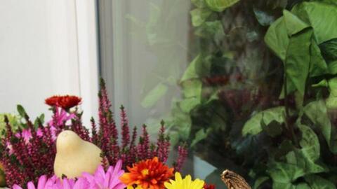 12 ý tưởng nhỏ nhưng cực hay để bạn tha hồ làm vườn trong nhà nhỏ