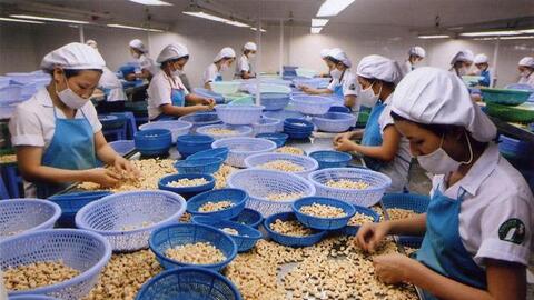 Vụ lừa đảo 100 container điều tại Italy: Những thông tin chưa từng công bố