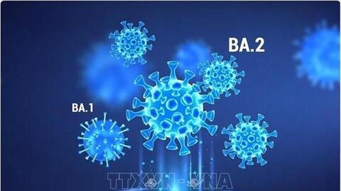 Thêm hai biến thể phụ mới của Omicron được WHO đưa vào danh sách cần theo dõi