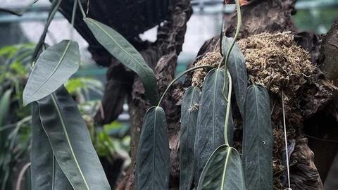 "Săn" lá - thú chơi đắt đỏ như mê túi Hermes: Vài trăm triệu chi ra chưa chắc đủ, đổ công vào vẫn có thể mất trắng