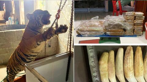 Phá đường dây mua bán hổ để nấu cao