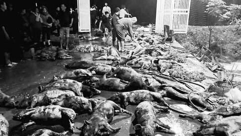 Xót xa khi gần 1.300 con lợn bị chết cháy trong đêm