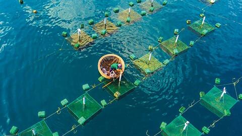 Trung Quốc tăng nhập khẩu thủy sản, nhưng tiêu thụ trong nước chưa khởi sắc