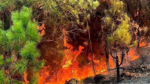 Cận cảnh hàng ngàn lượt người vật lộn với đám cháy rừng thông suốt 16 giờ