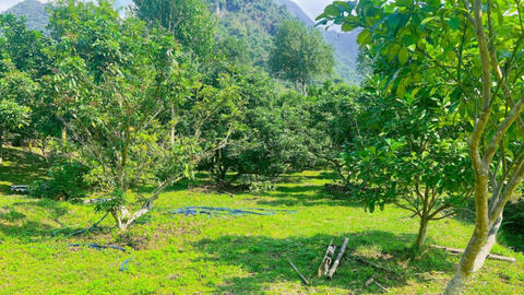 Rộ mô hình góp vốn mua đất trồng cây ăn quả, không làm gì vẫn lời 34%/năm, liệu có dễ lãi cao?