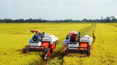 Phát triển bền vững một triệu héc-ta chuyên canh lúa chất lượng cao