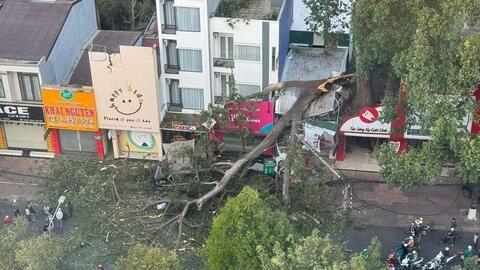 Đắk Lắk: Cây đa cổ thụ gãy đổ làm hư hỏng nhà dân