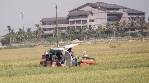 Phấn đấu thu hoạch vụ hè thu trước ngày 5/9