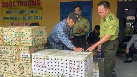 Giải cứu gần 1.000 con chim chào mào vô chủ bị nhốt