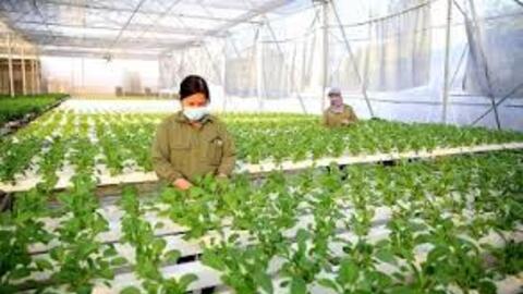 Phát triển nông nghiệp xanh trên địa bàn TP. Hà Nội – Thực trạng và giải pháp