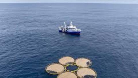 Biến đại dương thành công cụ thu giữ carbon