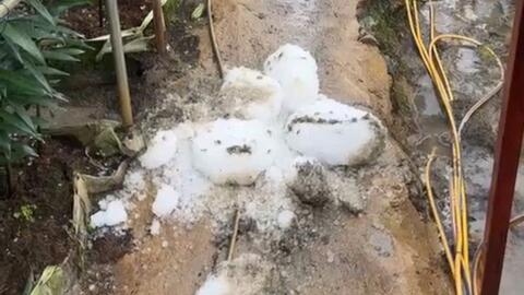 Lâm Đồng: Hoa màu thiệt hại do trận mưa đá hiếm gặp