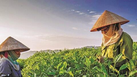 Giá chè nội địa đắt gấp 4 lần xuất khẩu: Thị trường trong nước ngày càng hấp dẫn