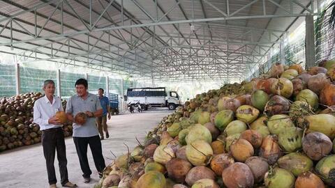 Dừa Việt Nam thêm cơ hội thâm nhập sâu thị trường Trung Quốc