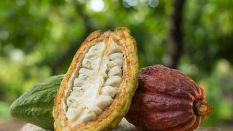 Hương vị Trinitario bản địa mở triển vọng xuất khẩu cho ca cao Việt