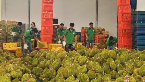 Sắp đăng ký tự động mã số xuất khẩu qua Hải quan Trung Quốc