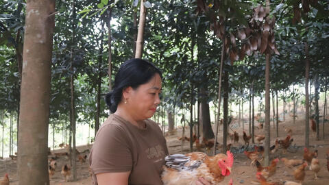 Nuôi gà Ri lai dưới tán quế, người dân Tuyên Quang đổi đời