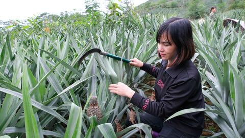 Nhân rộng cây 'xóa đói, giảm nghèo' ở Cao Bằng