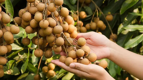 Công bố 5 di sản văn hóa phi vật thể quốc gia mới