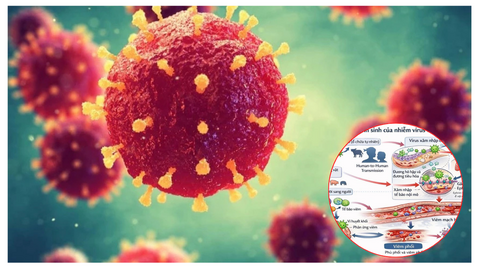 Lạng Sơn tăng cường giám sát, phòng chống dịch bệnh do vi rút Nipah