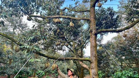 Nông nghiệp Đắk Lắk khẳng định vai trò trụ cột, tạo đà tăng trưởng kinh tế bền vững