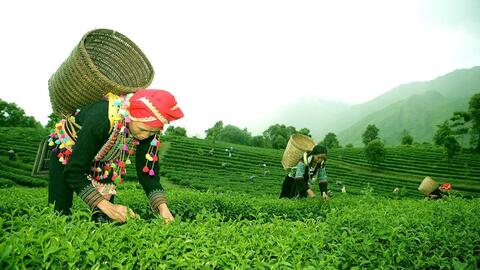 Xuất nhập khẩu Lai Châu ước đạt 11,02 triệu USD trong 2 tháng đầu năm 2026